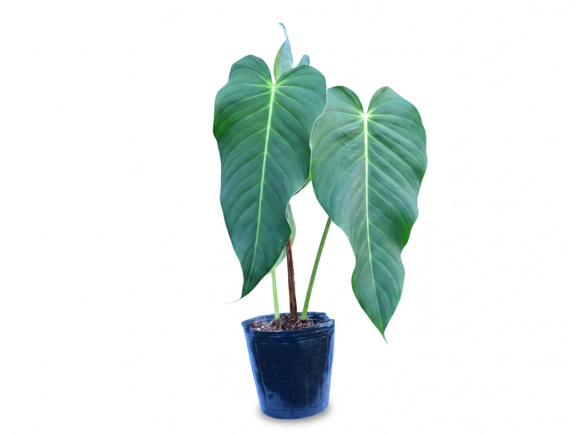 Philodendron quelalii aff