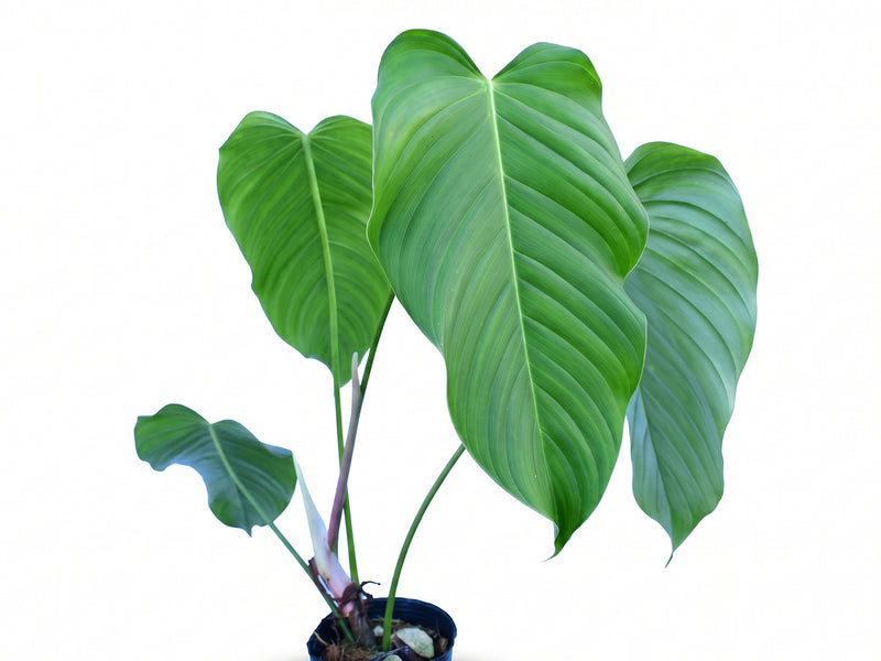 Philodendron quelalii aff