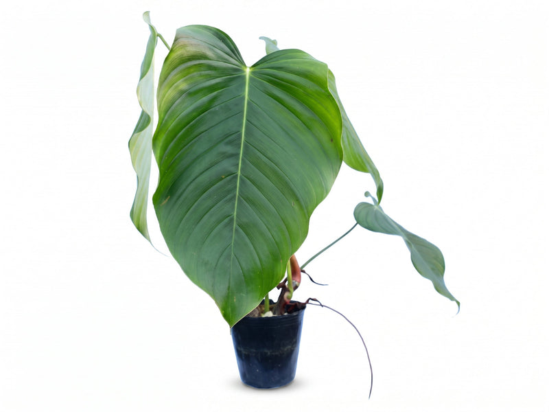 Philodendron quelalii aff