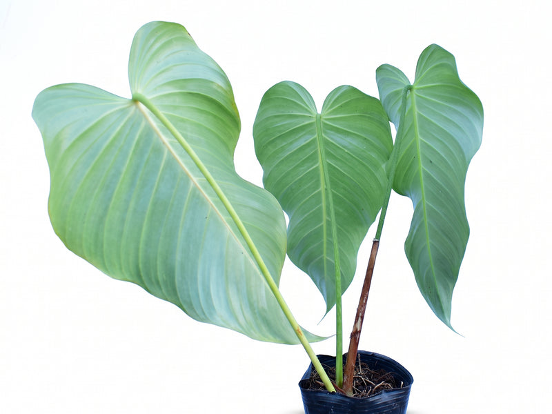 Philodendron quelalii aff