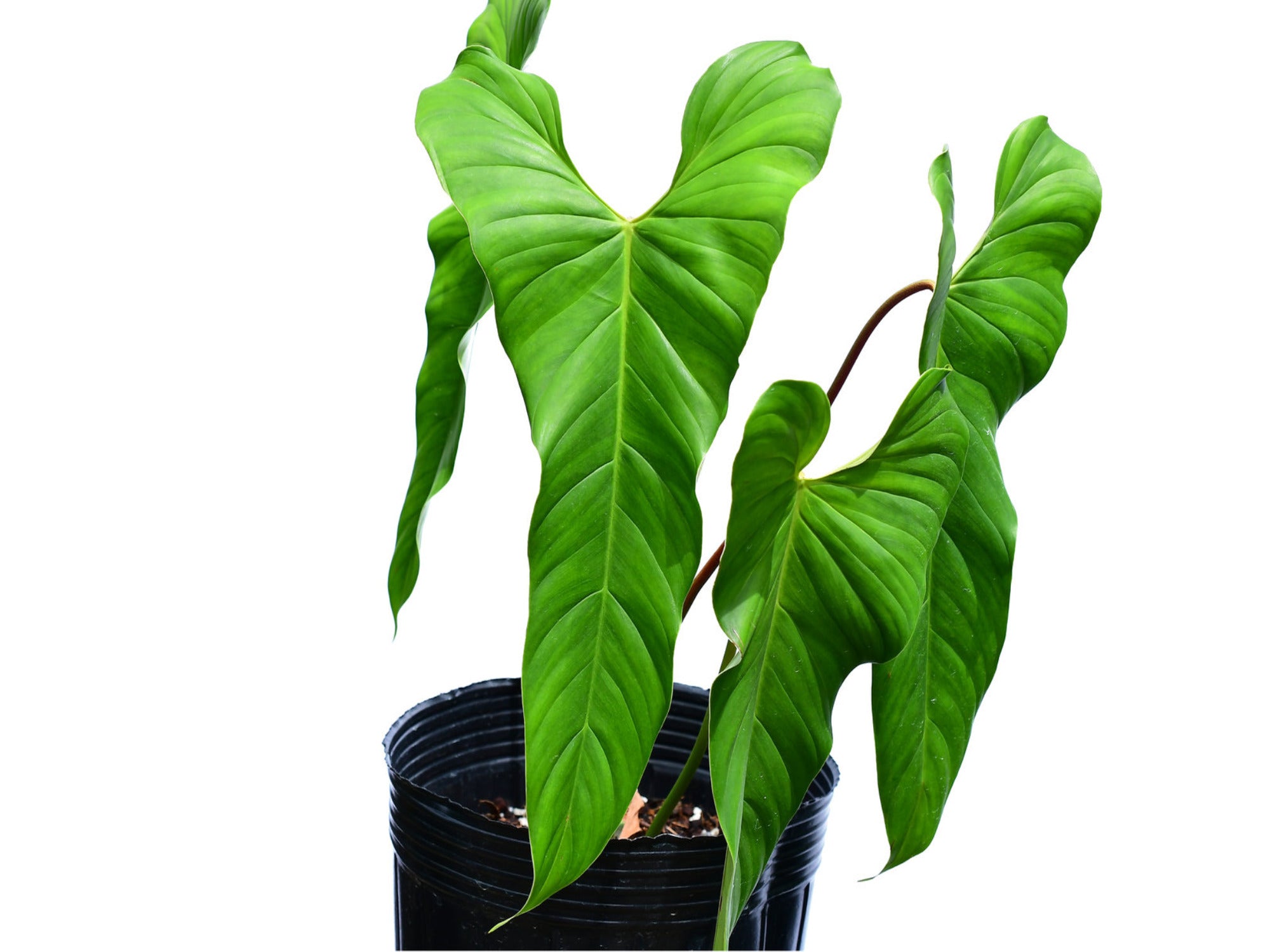 philodendron red petiole Philodendron Red Petiole