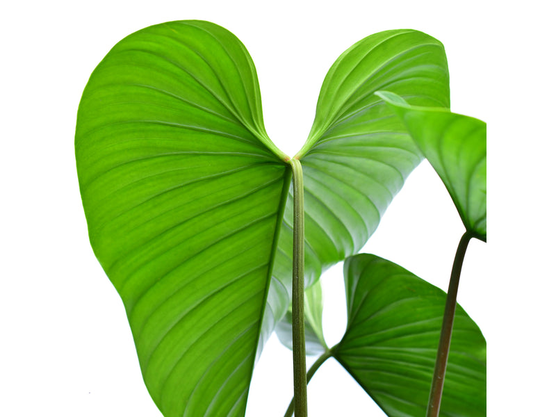 philodendron roseocataphyllum Philodendron roseocataphyllum 'platinum'