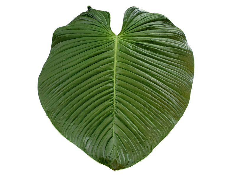 Philodendron roseocataphyllum aff