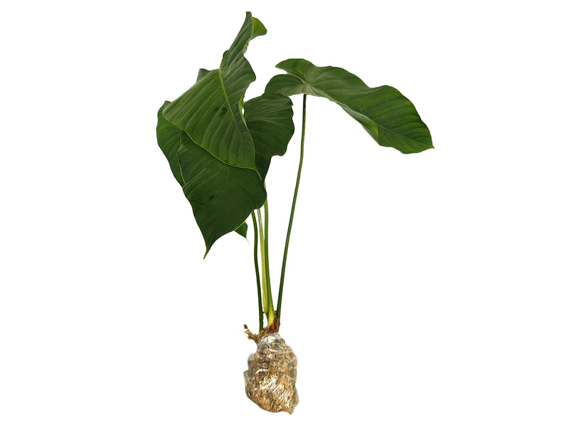 Philodendron roseocataphyllum aff