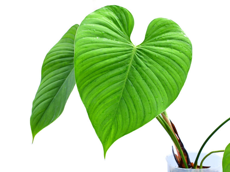 philodendron rose Philodendron roseocataphyllum (medium)