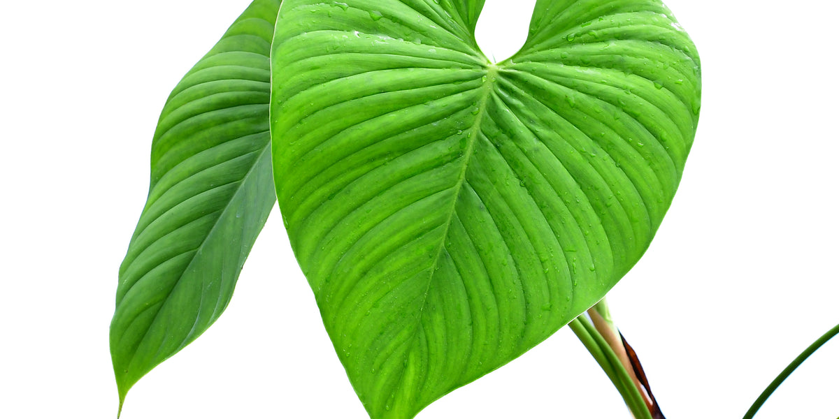 philodendron roseocataphyllum Philodendron roseocataphyllum (medium)