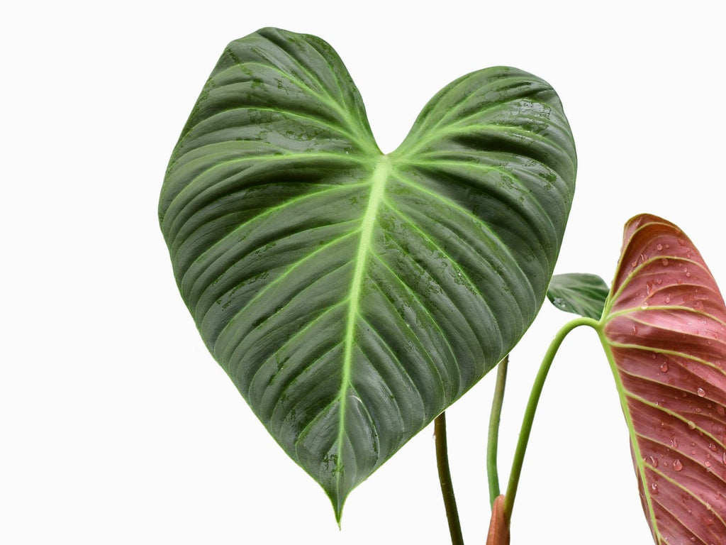 philodendron rui sub Philodendron rubrijuvenile — Ecuagenera Orquídeas del Ecuador