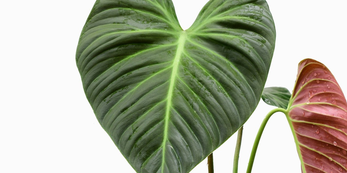 philodendron eudoxia Philodendron rubrijuvenile — Ecuagenera Orquídeas del Ecuador