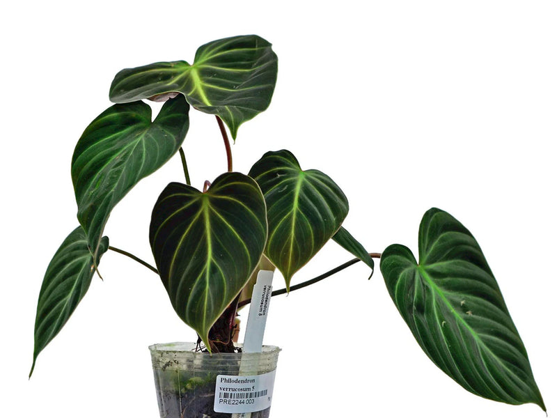 Philodendron rubrijuvenile (medium) — Ecuagenera Orquídeas Philodendron rubrijuvenile (medium) — Ecuagenera Orquídeas
