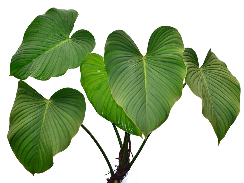 Philodendron rubrocinctum