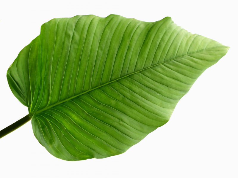 philodendron wrinkled leaves Philodendron rugapetiolatum — Ecuagenera Orquídeas del Ecuador