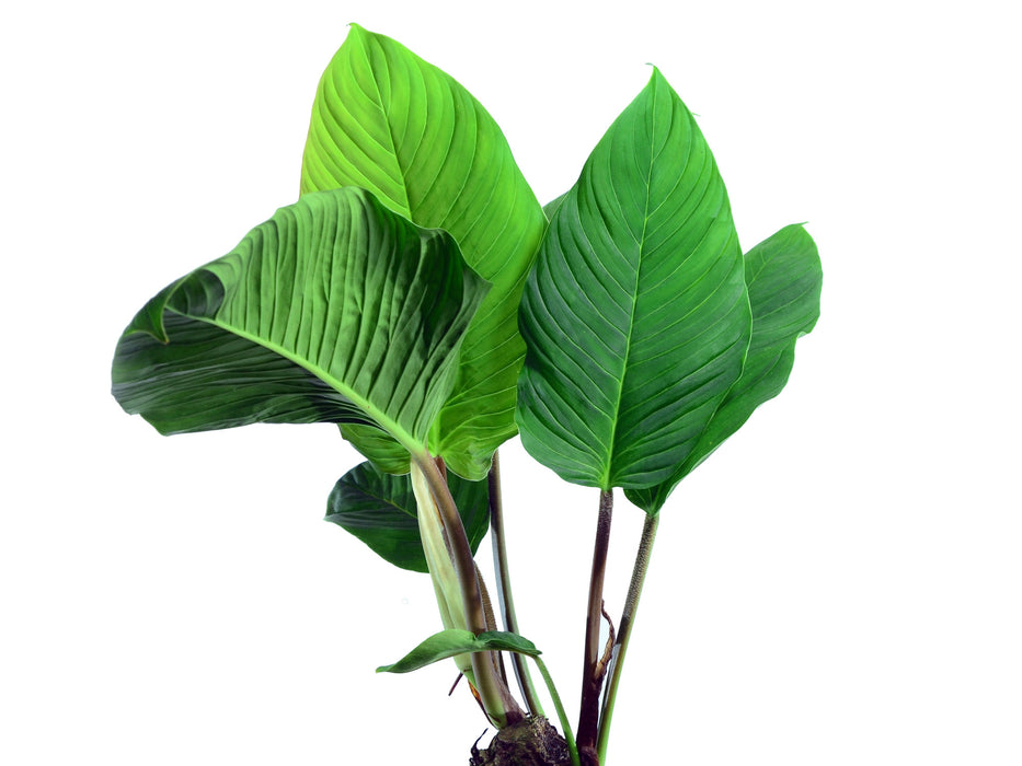 Philodendron rugapetiolatum