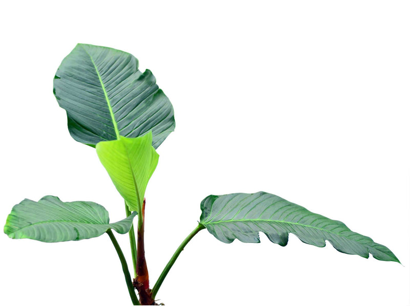 philodendron rugapetiolatum Philodendron rugapetiolatum aff