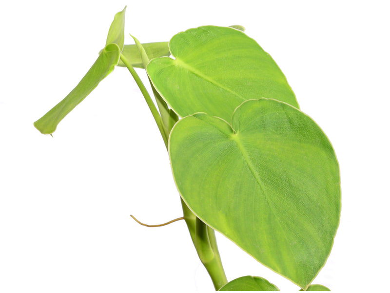 philodendron rugosum cuidados Philodendron rugosum — Ecuagenera Orquídeas del Ecuador