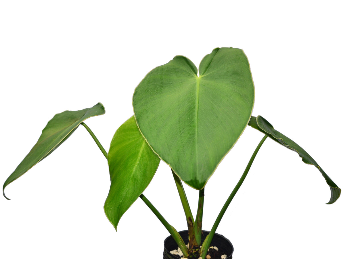 philodendron rugosum mature Philodendron rugosum