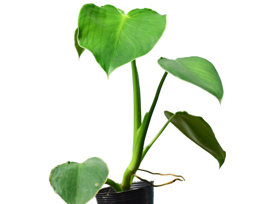 Philodendron rugosum