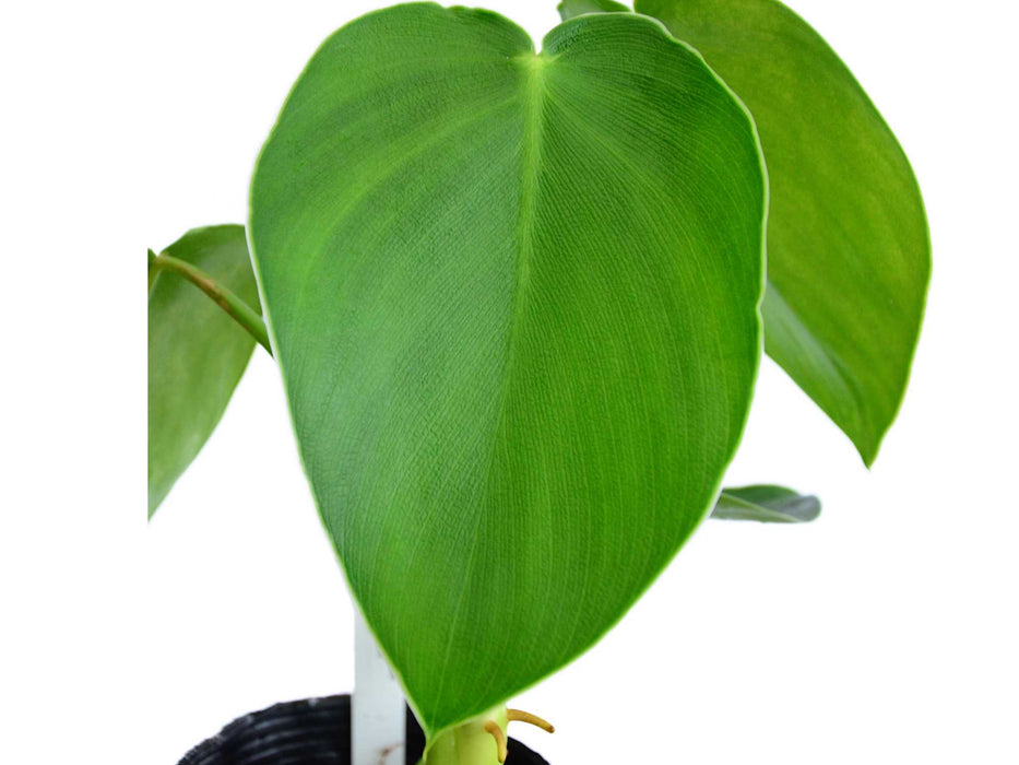 Philodendron rugosum (medium)