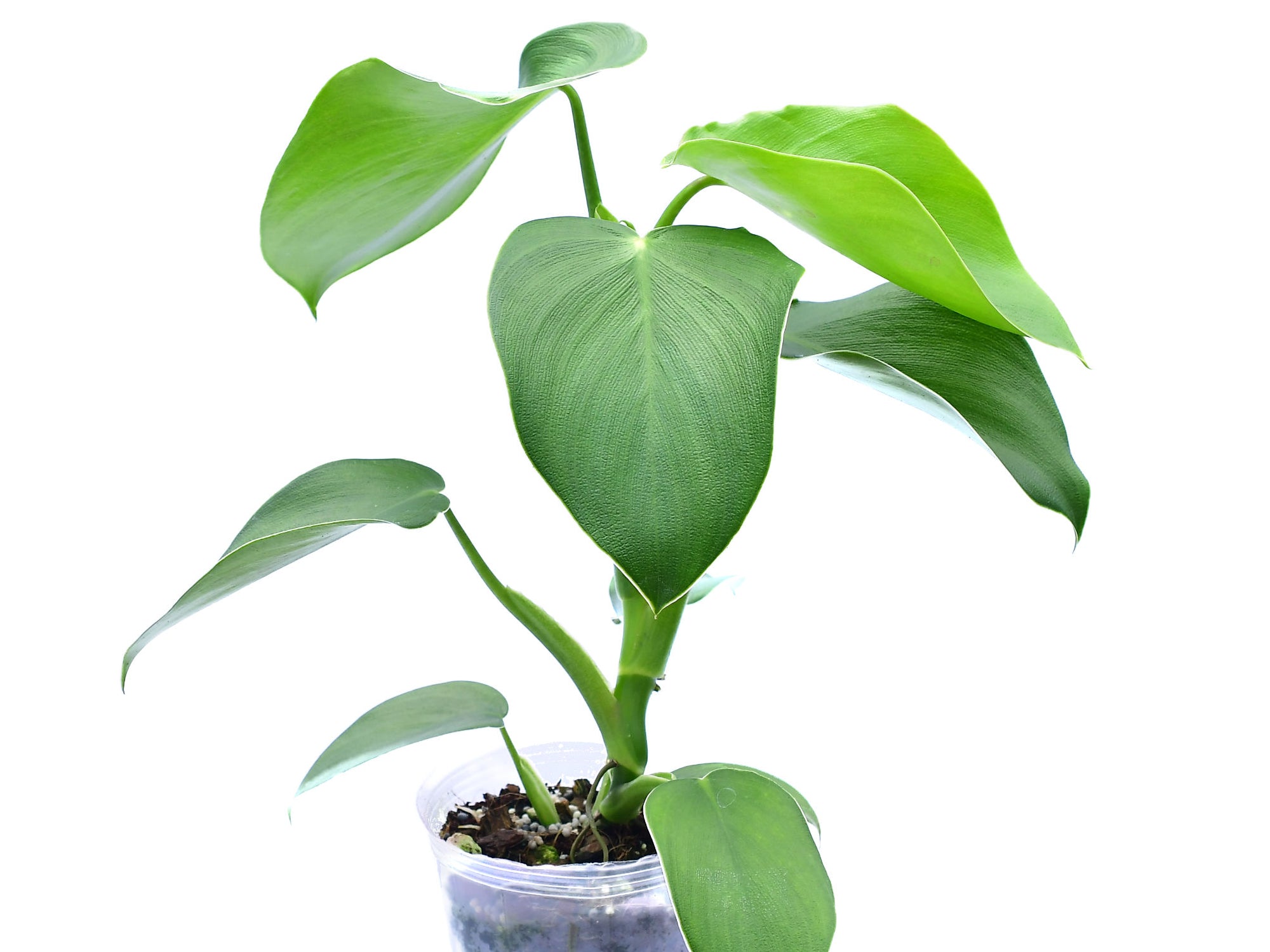 philodendron rugosum Philodendron rugosum x Philodendron asplundii