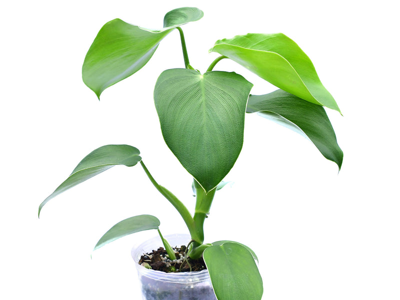 Philodendron rugosum x Philodendron asplundii