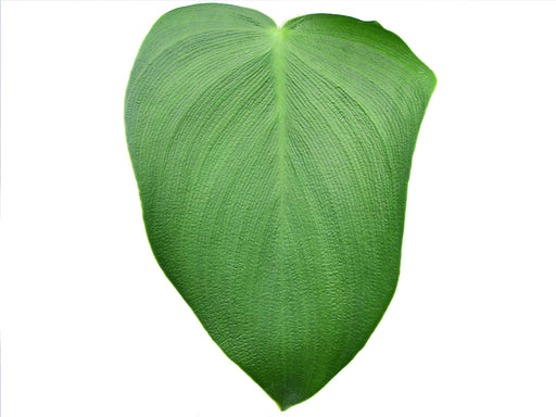 philodendron asplundii Philodendron rugosum x Philodendron asplundii
