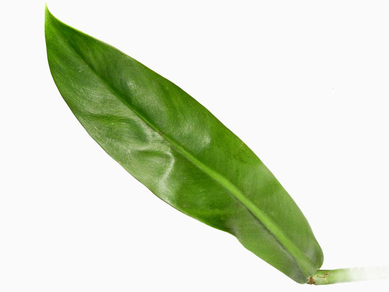philodendron ruizii vs bicolor Philodendron ruizii — Ecuagenera Orquídeas del Ecuador