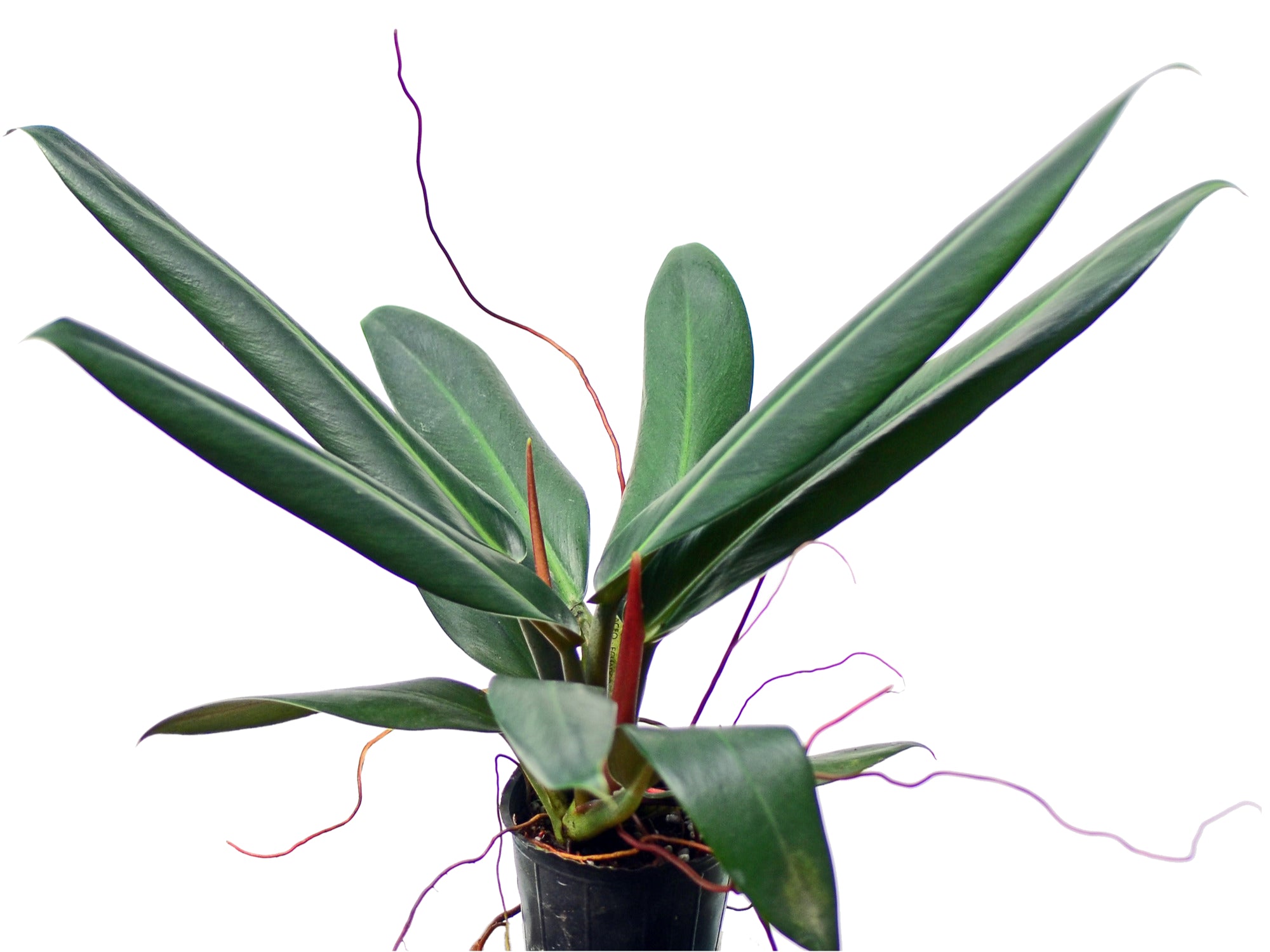 philodendron ruizii vs bicolor Philodendron ruizii