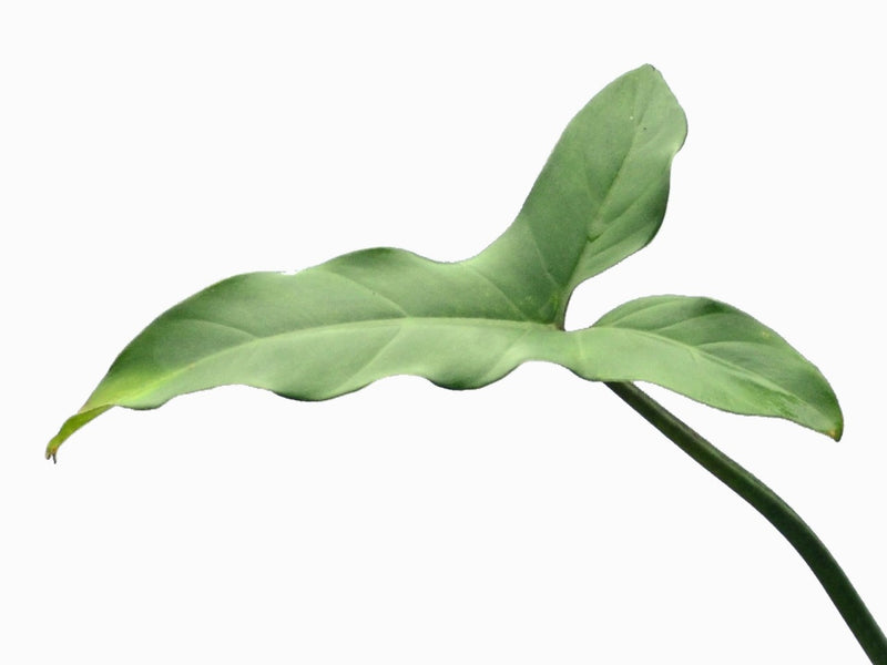 philodendron kathleen Philodendron sagittifolium — Ecuagenera Orquídeas del Ecuador