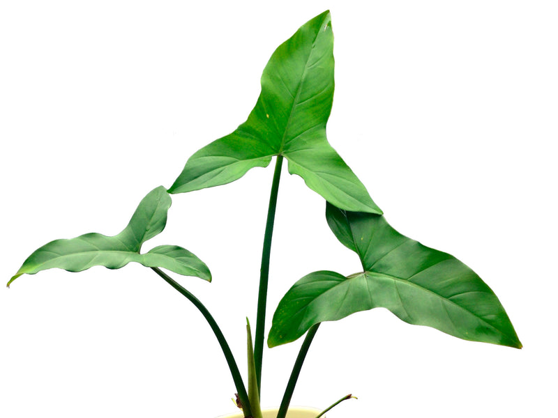 arrow leaf philodendron Philodendron sagittifolium — Ecuagenera Orquídeas del Ecuador