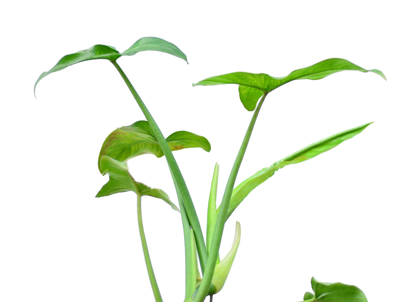 philodendron sagittifolium mature Philodendron sagittifolium — Ecuagenera Orquídeas del Ecuador
