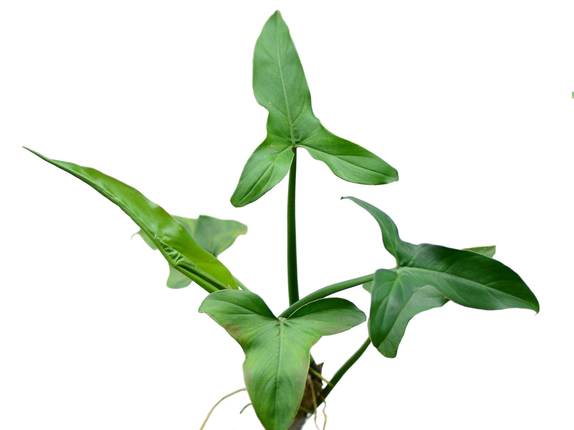 philodendron kathleen Philodendron sagittifolium — Ecuagenera Orquídeas del Ecuador