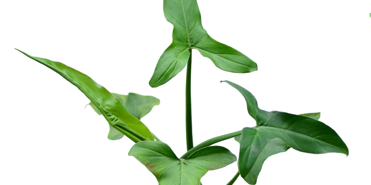 Philodendron sagittifolium — Ecuagenera Orquídeas del Ecuador