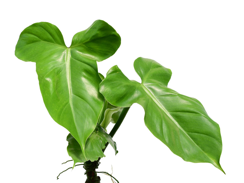 tanaman philodendron Philodendron sanctamartinense