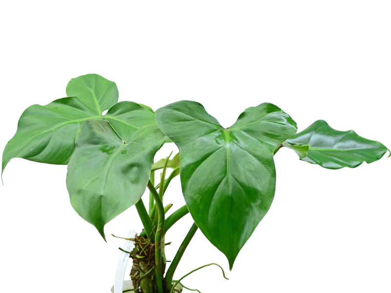 Philodendron sanctamartinense