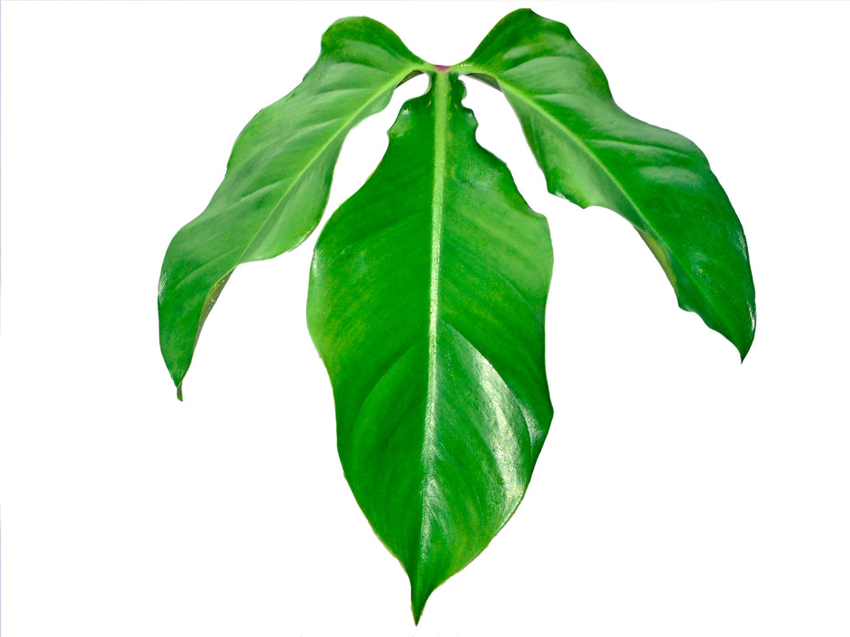 Philodendron sanctamartinense