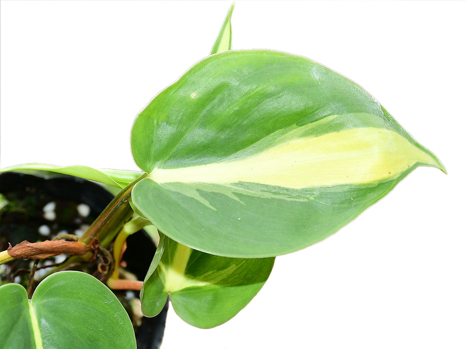 Philodendron scandens