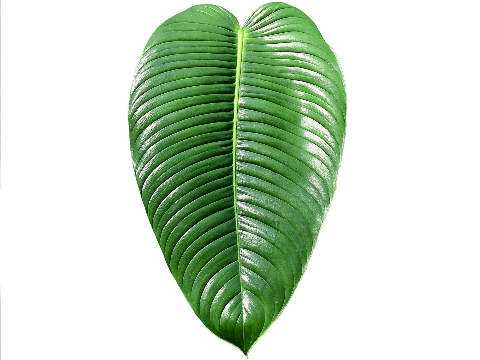 Philodendron_scherberichii_Ecu