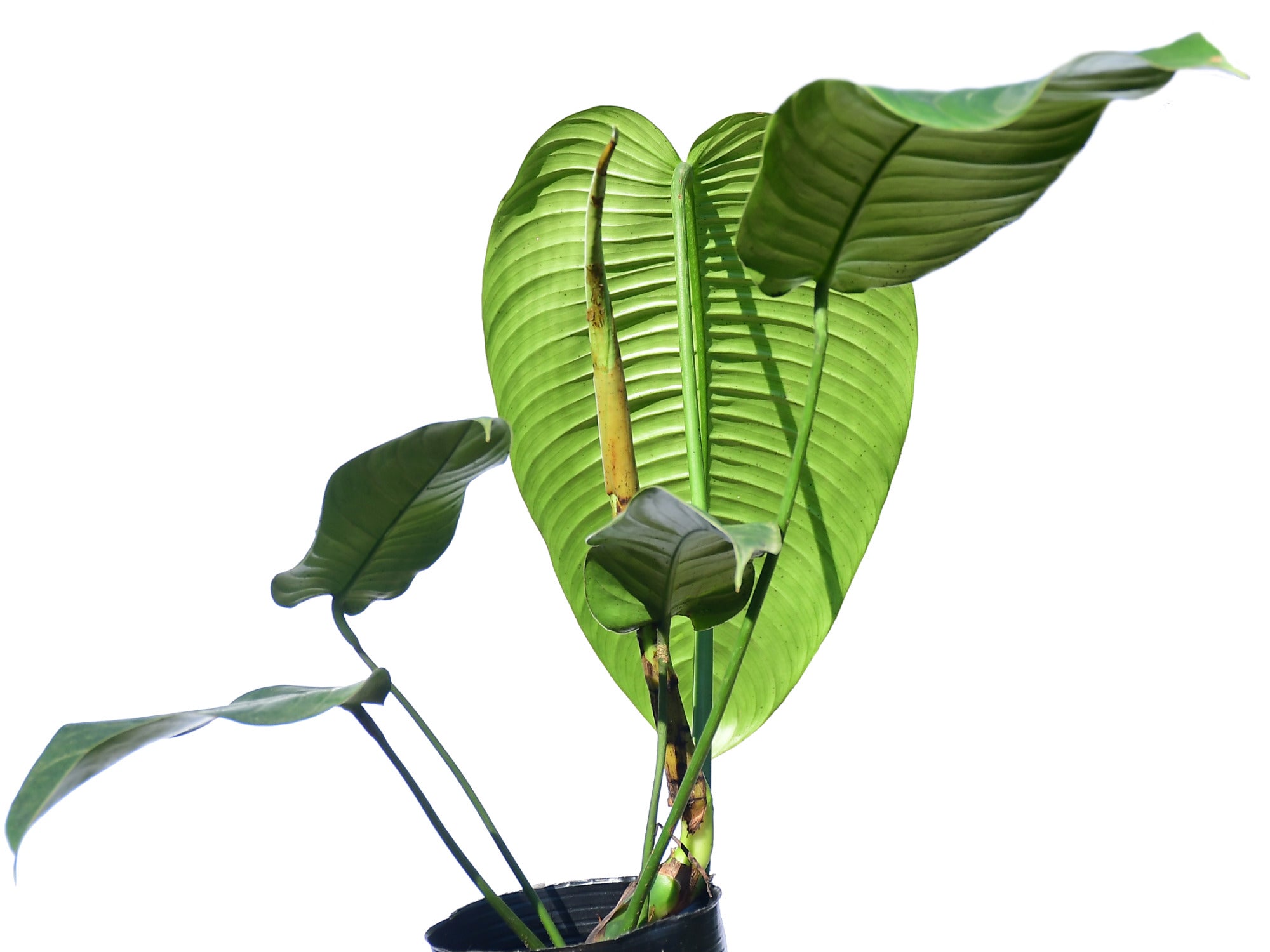 Philodendron scherberichii Ecuagenera — Ecuagenera Orquídeas del