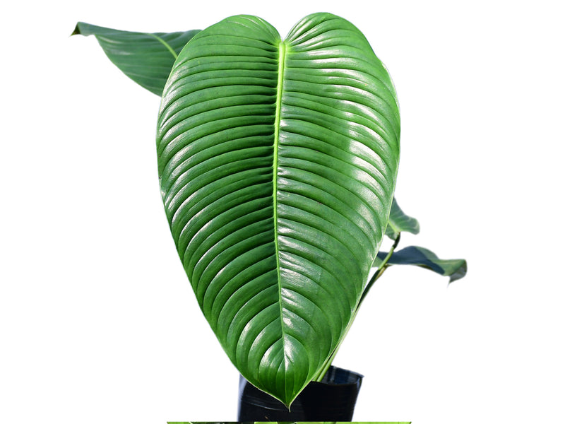 philodendron ecuadorense Philodendron scherberichii Ecuagenera