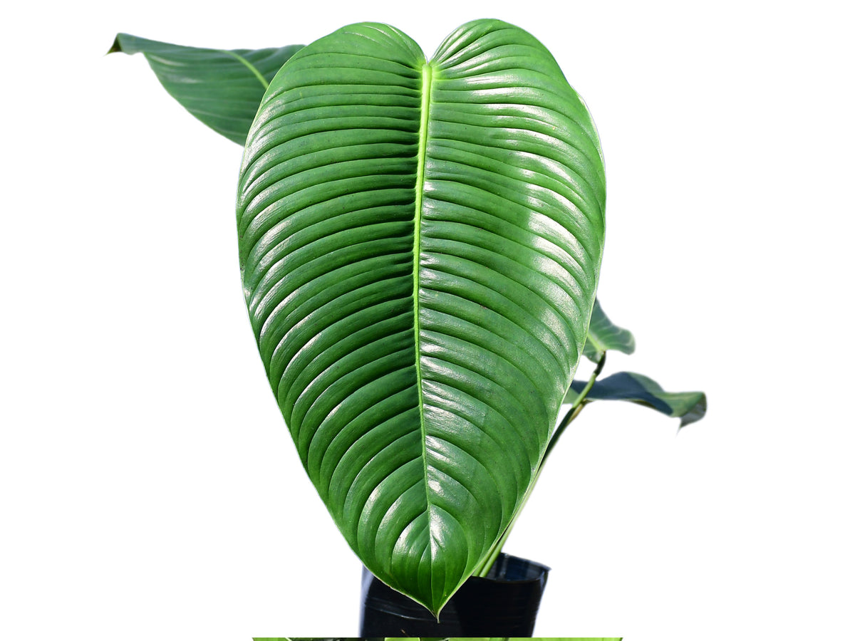 ご確認用　Philodendron scherberichii Philodendron scherberichii Ecuagenera — Ecuagenera Orquídeas del
