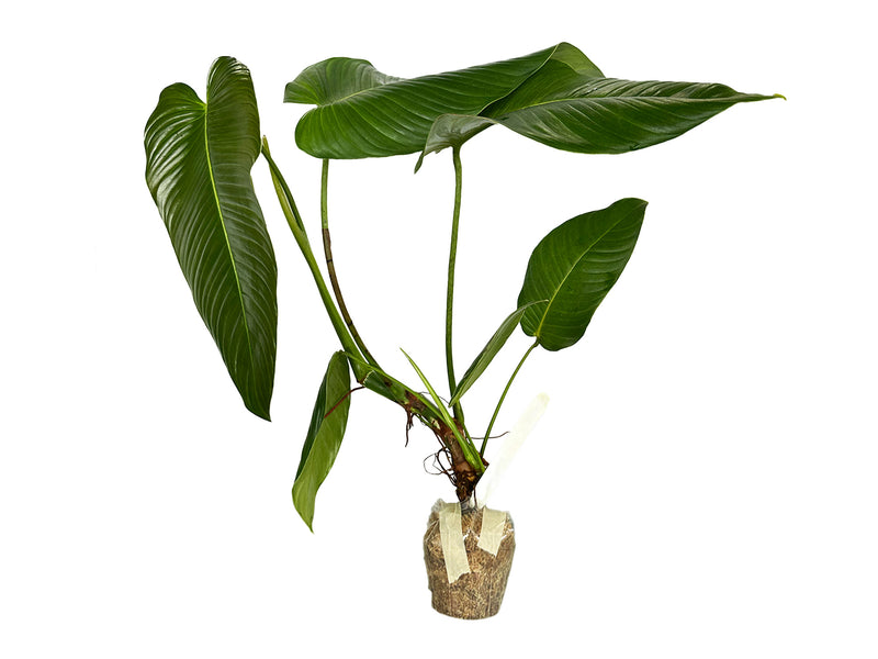 Philodendron scherberichii Ecuagenera