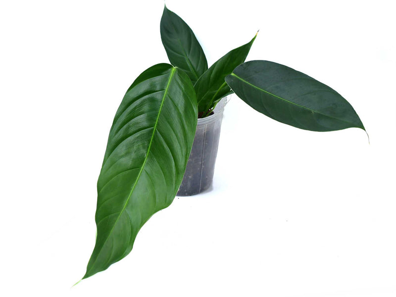 Philodendron scherberichii Ecuagenera x Philodendron patriciae