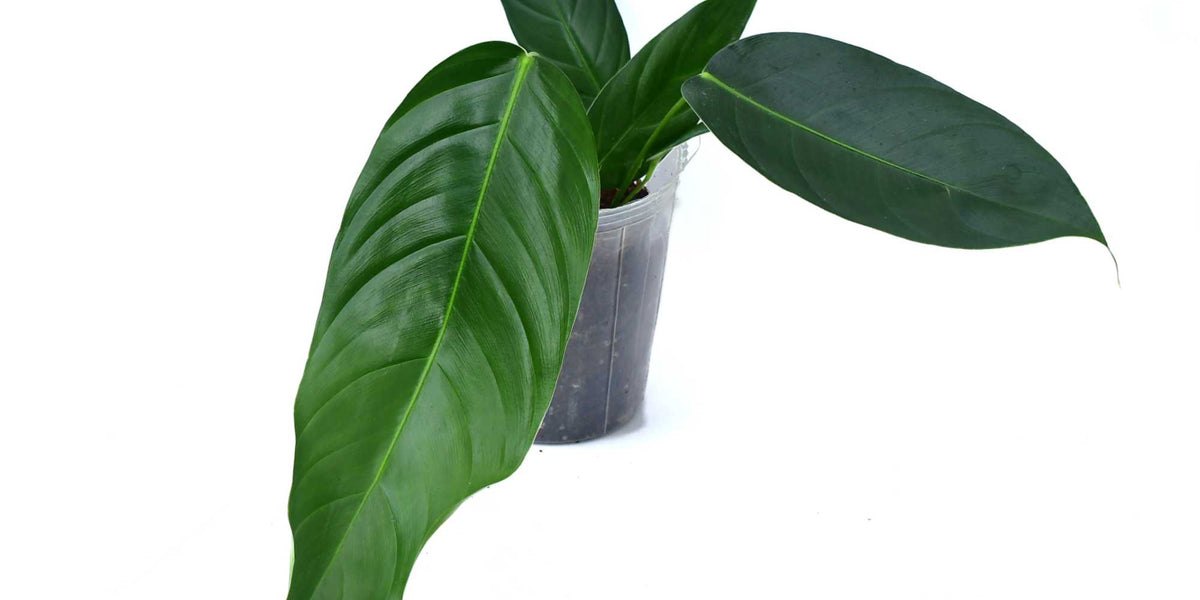 ご確認用　Philodendron scherberichii Philodendron_scherberichii_Ecu