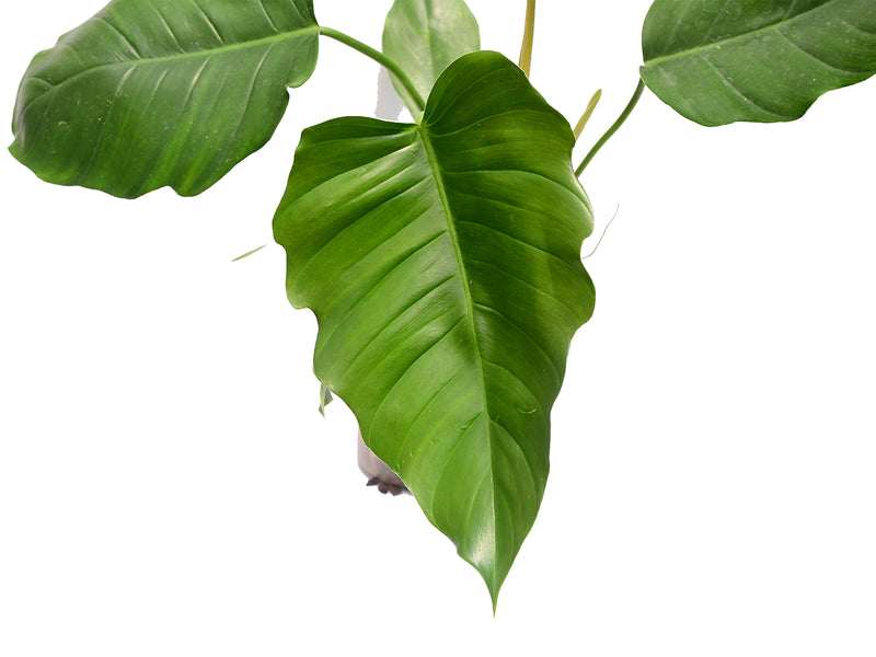 Philodendron Windows Lace