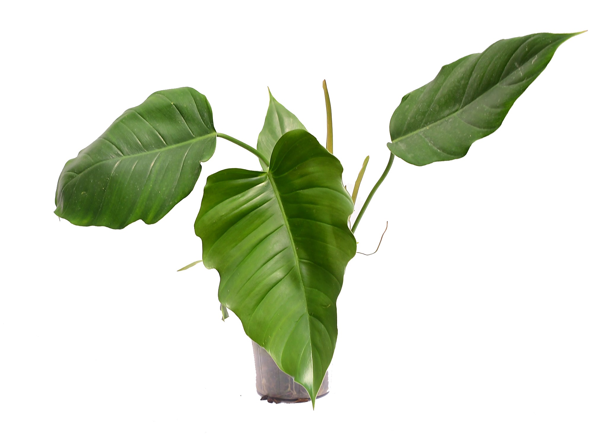 philodendron scherberichii Philodendron Windows Lace