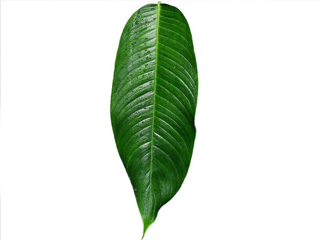 Philodendron_scherberichii_cf.