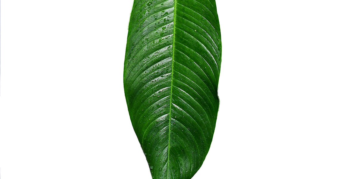 Philodendron_scherberichii_cf.