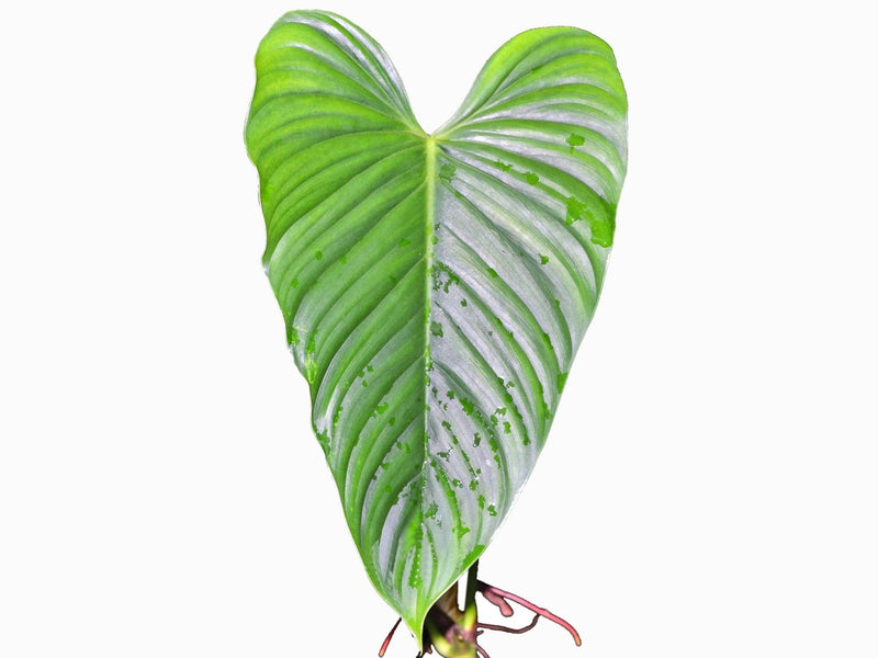 philodendron schott Philodendron schottianum — Ecuagenera Orquídeas del Ecuador