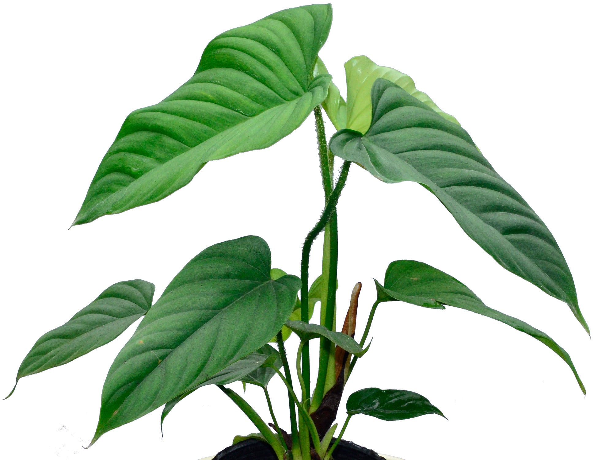 philodendron schott Philodendron schottianum