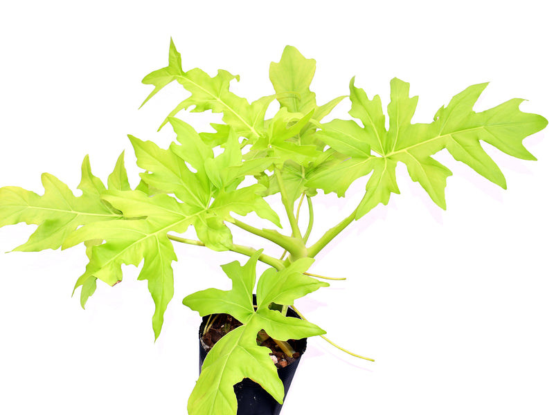 Philodendron selloum 'Golden'