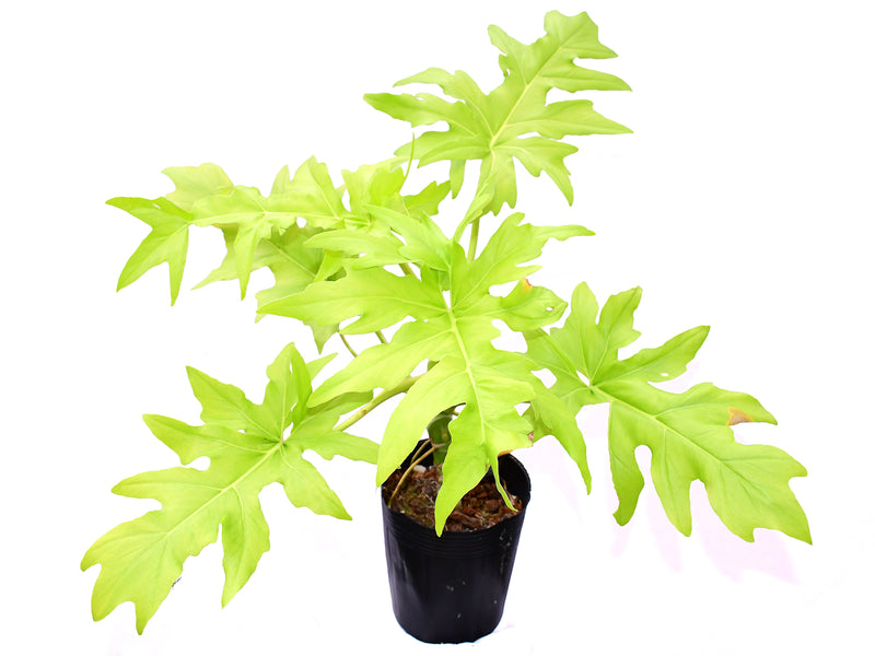 Philodendron selloum 'Golden'
